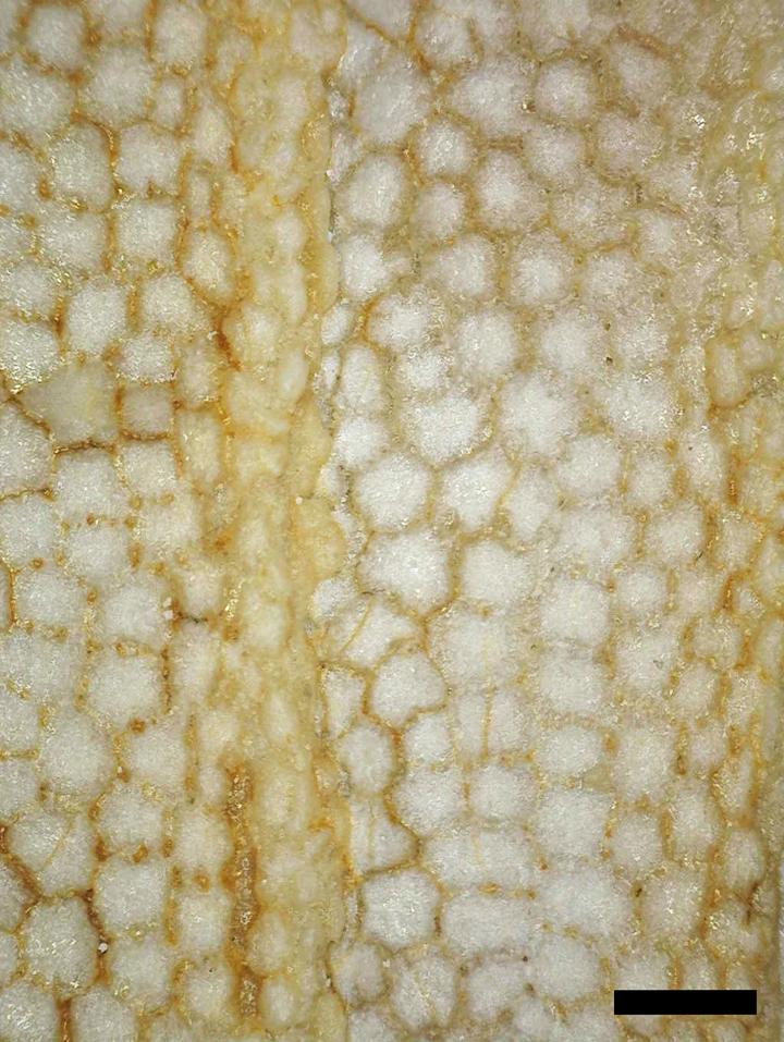 <i>Platylithophycus</i> Cartilage
