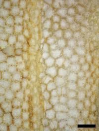 <i>Platylithophycus</i> Cartilage