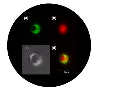 Microcapsule