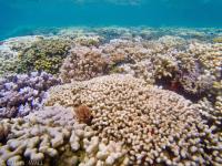 Bleached Reef