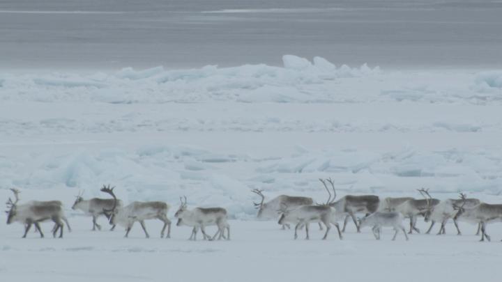 Caribou Migration