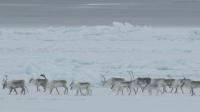 Caribou Migration