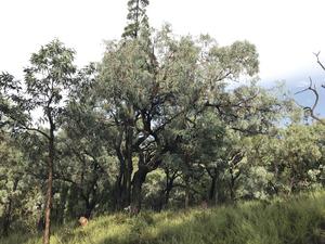 Eucalyptus in Australia