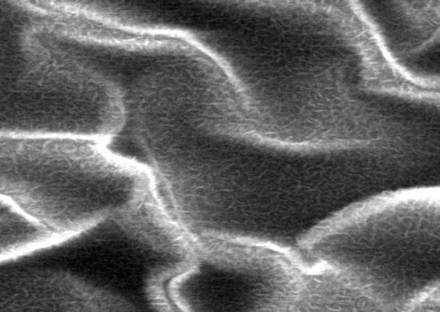 Crumpled Nanoflower