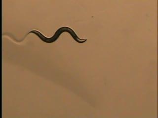 C. elegans