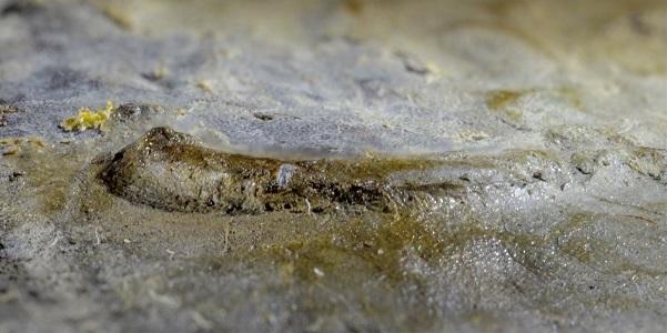 Fossil's Right Eye