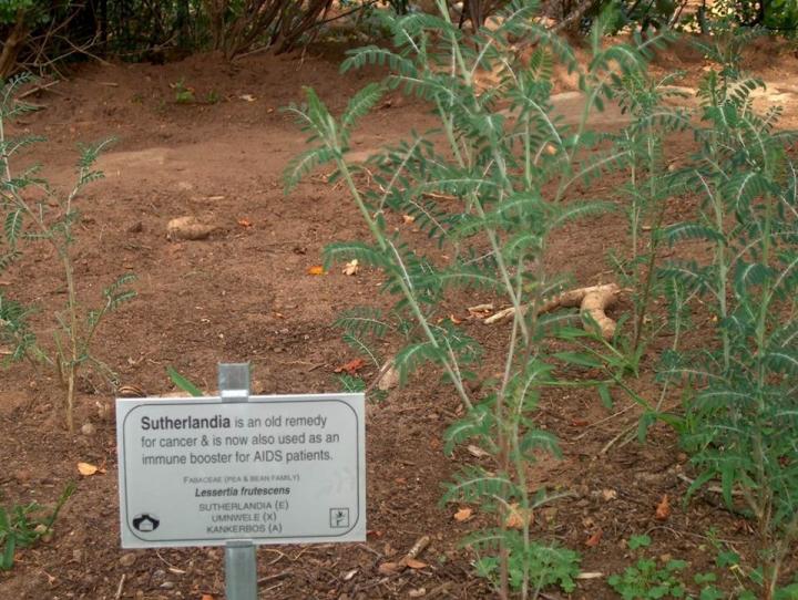 Sutherlandia