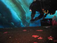 Diver