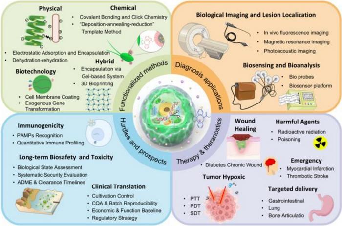 Functionalized Microalgae Emerge as Versatile Bioproducts for Next-Generation Biomedical Applications