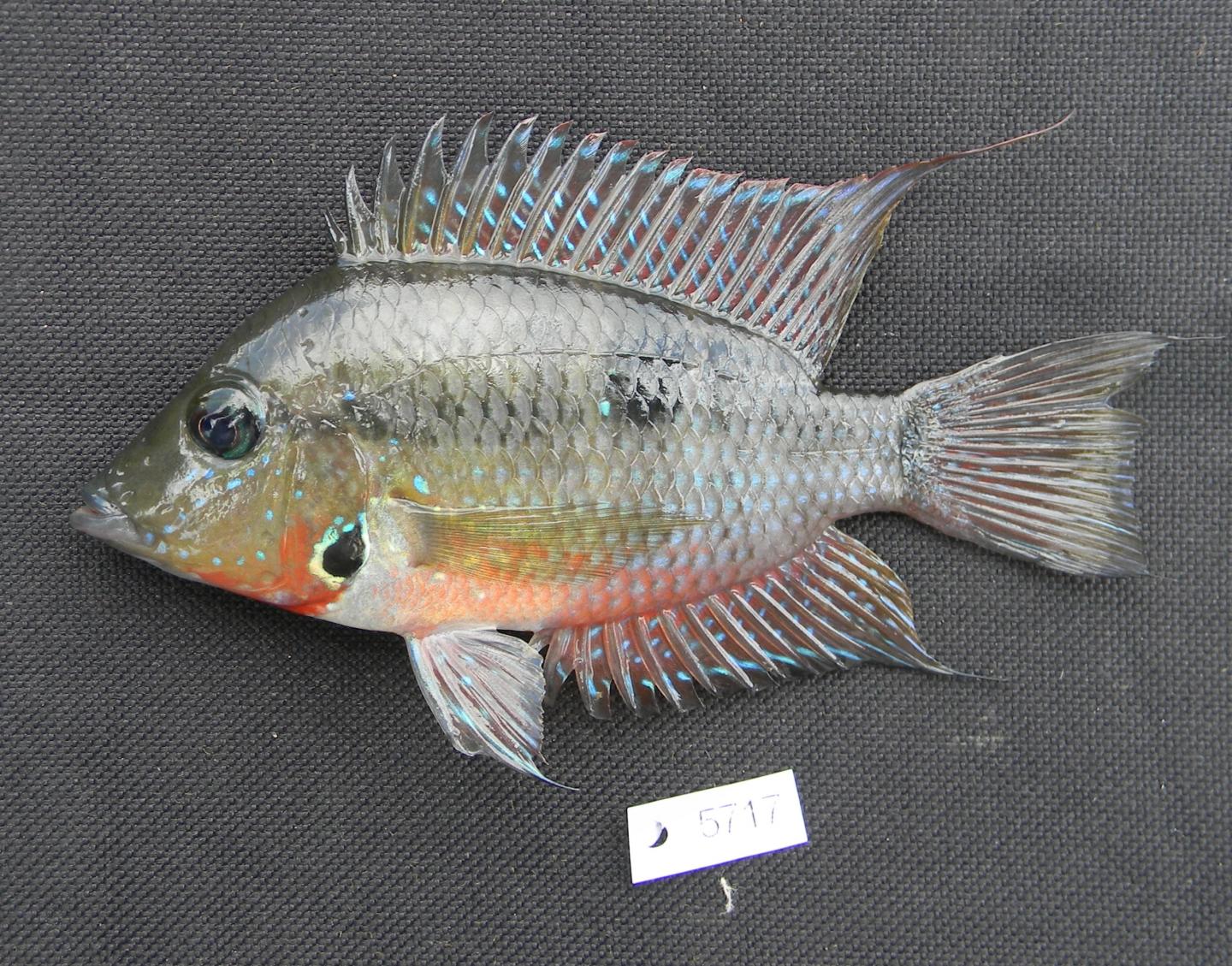 <I>Thorichthys meeki</I>