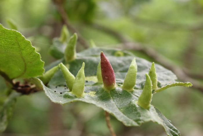 Gall on plant