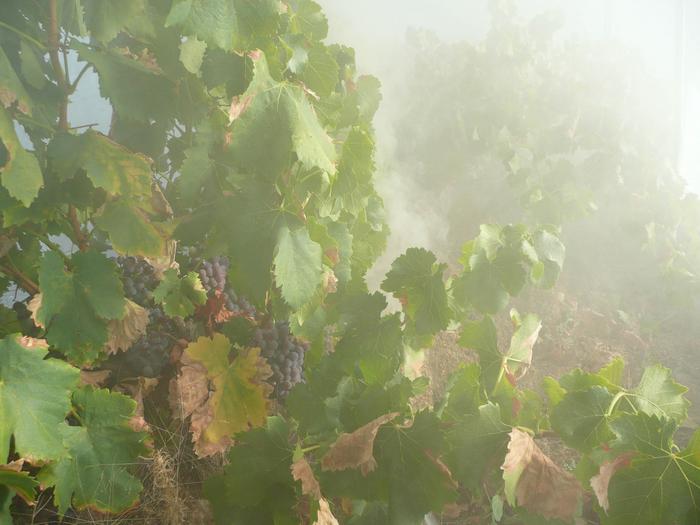 Smoke in a vineyard