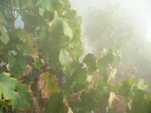 Smoke in a vineyard