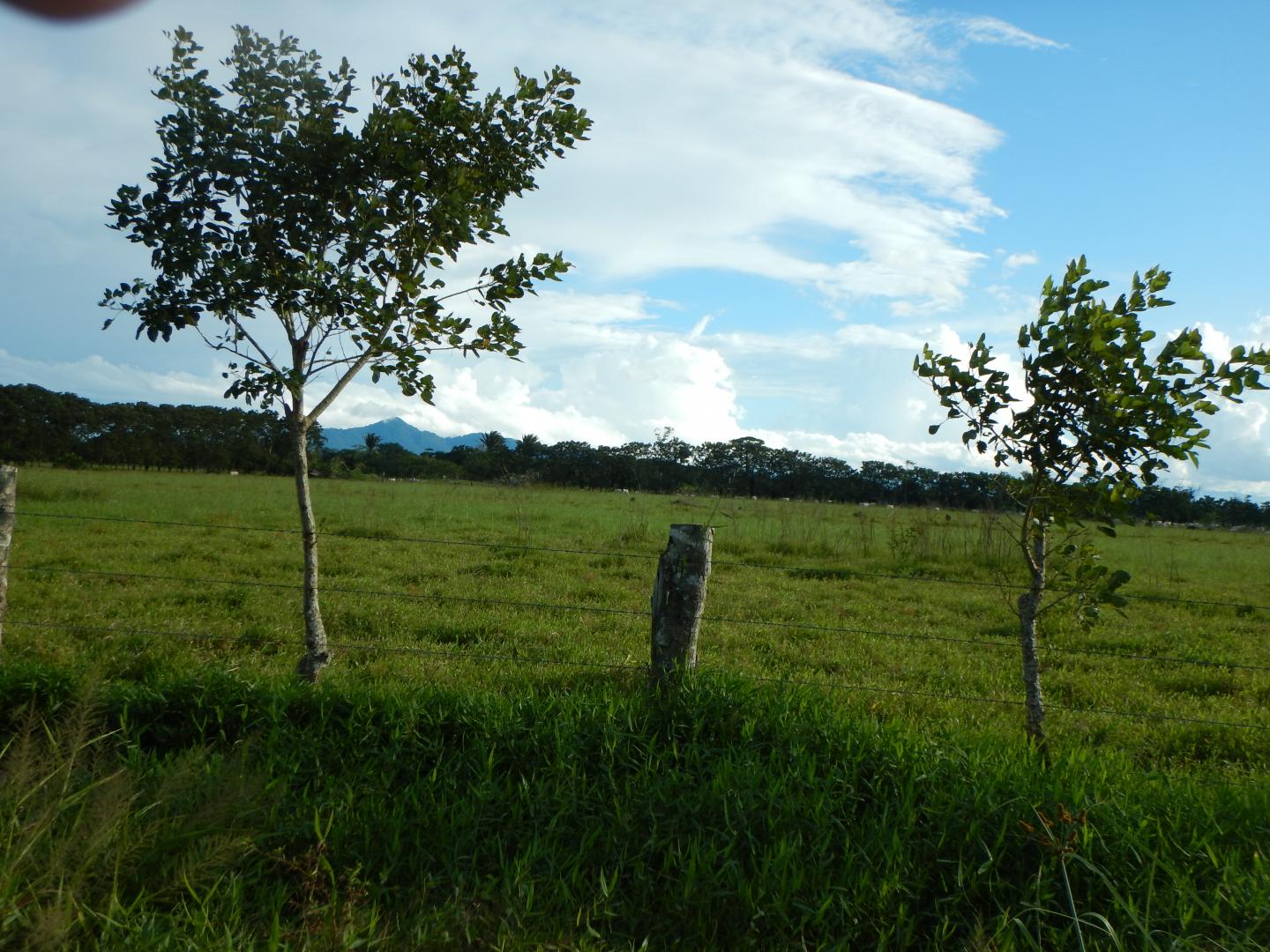 Deforested Land