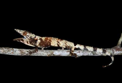 Caribbean Lizards and the Tape of Life (7 of 9)
