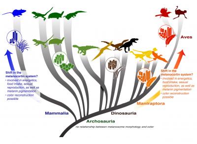 Varying Diversity in Melanosomes