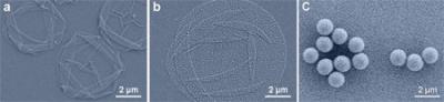 Electron Microscopic Images of Capsules of Different Sizes