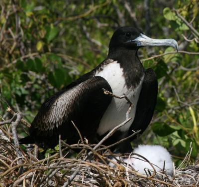 Frigatebird