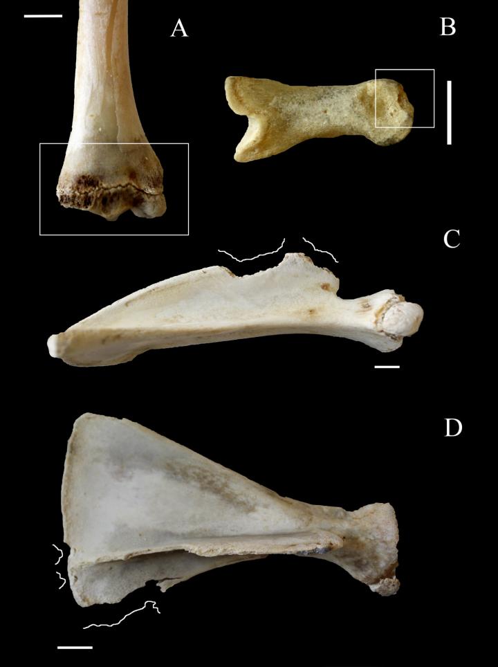 Marks Produced by Humans