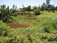Fields Kenya