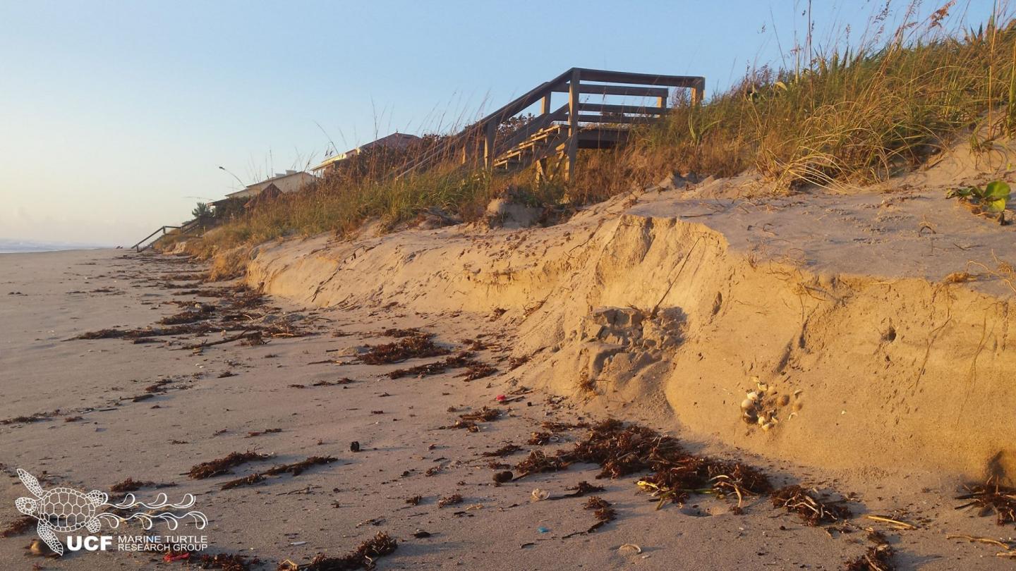 Exposed Sea Turtle Nest