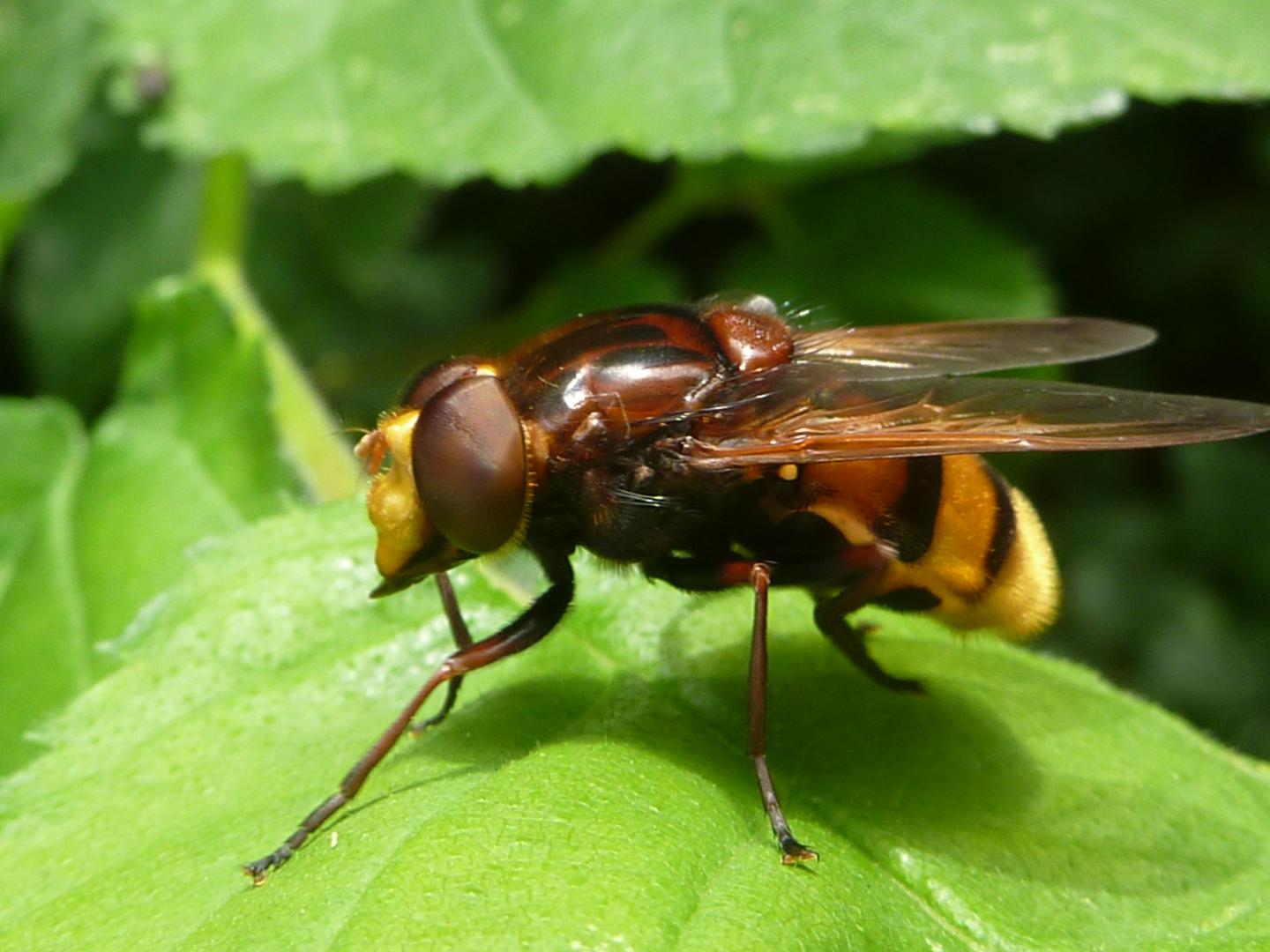 Hoverfly