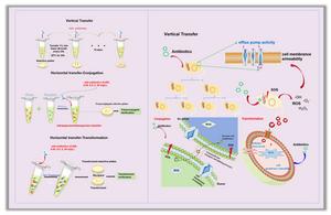 Antibiotics at environmentally relevant concentrations can promote the dissemination of antibiotic resistance via both vertical and horizontal gene transfer
