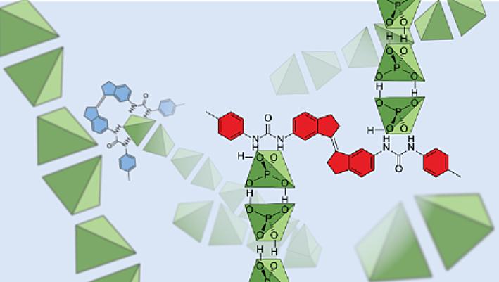 Dihydrogen phosphate bind together