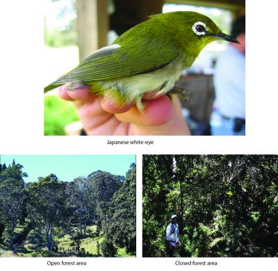 Japanese White-Eye