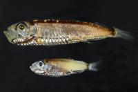 Two Pearlside Species Studied