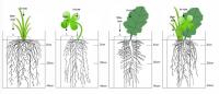 root drawing