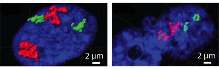 Chromosome Change