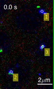 Princeton Researchers Show How Junk DNA Activates Genes (1 of 2)