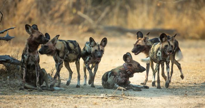 African wild dogs