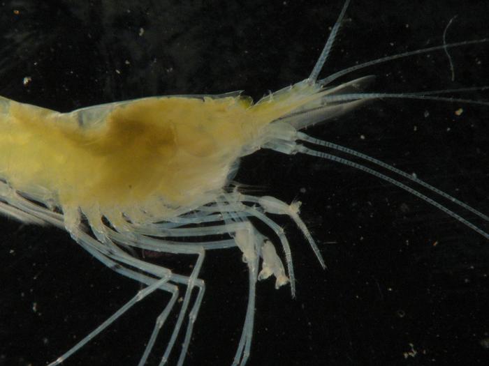 Typhlatya mitchelli