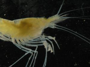 Typhlatya mitchelli