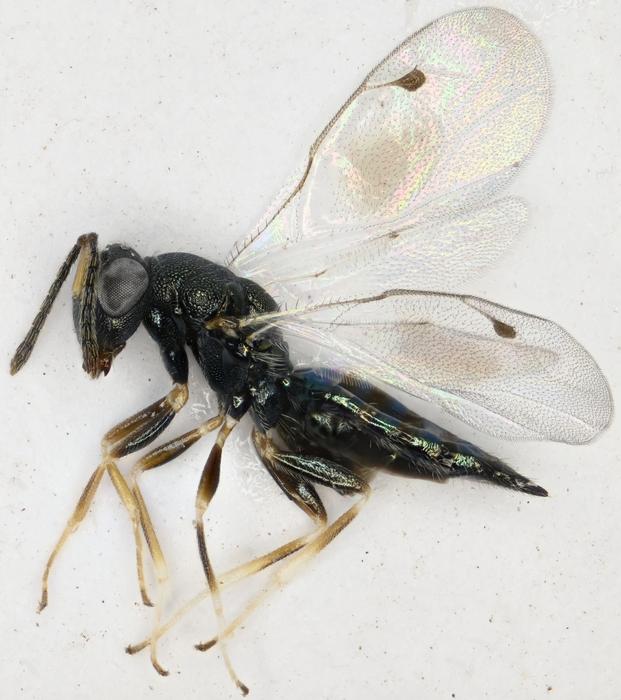 Ablaxia makrisi