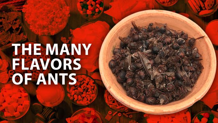 The many flavors of edible ants