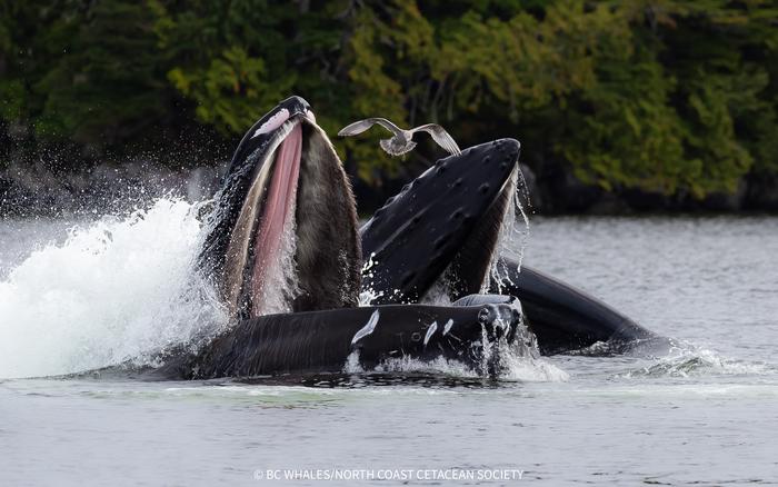 Humpback whales