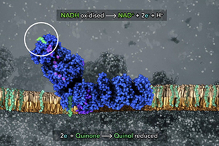 Movement of electrons along the electron transport chain