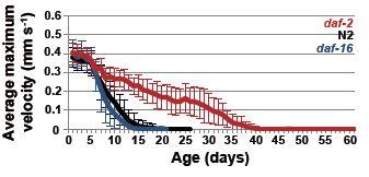 Lifespan