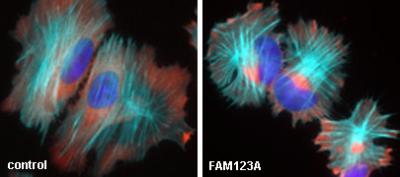 Actin Cytoskeleton Stained Cells