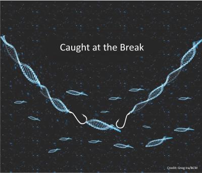 Without Dna2, Genes can Jump into DNA Breaks