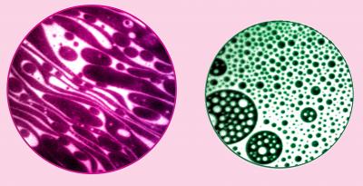 Lipid Domains