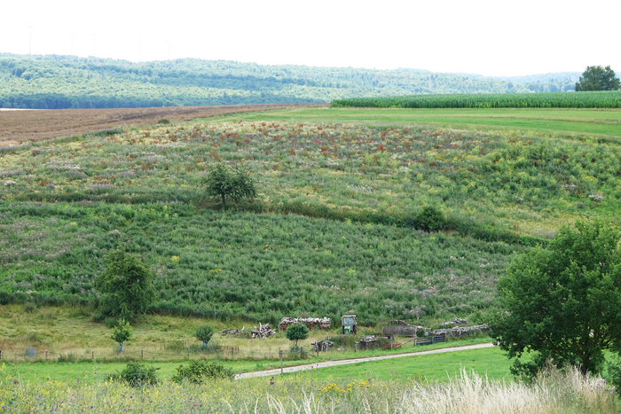 Fallow fields, here implemented as part of an agri-environmental scheme.