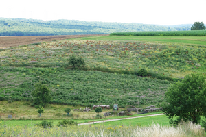 Fallow fields, here implemented as part of an agri-environmental scheme.