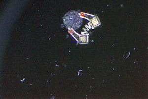 Mobile microgripper in motion