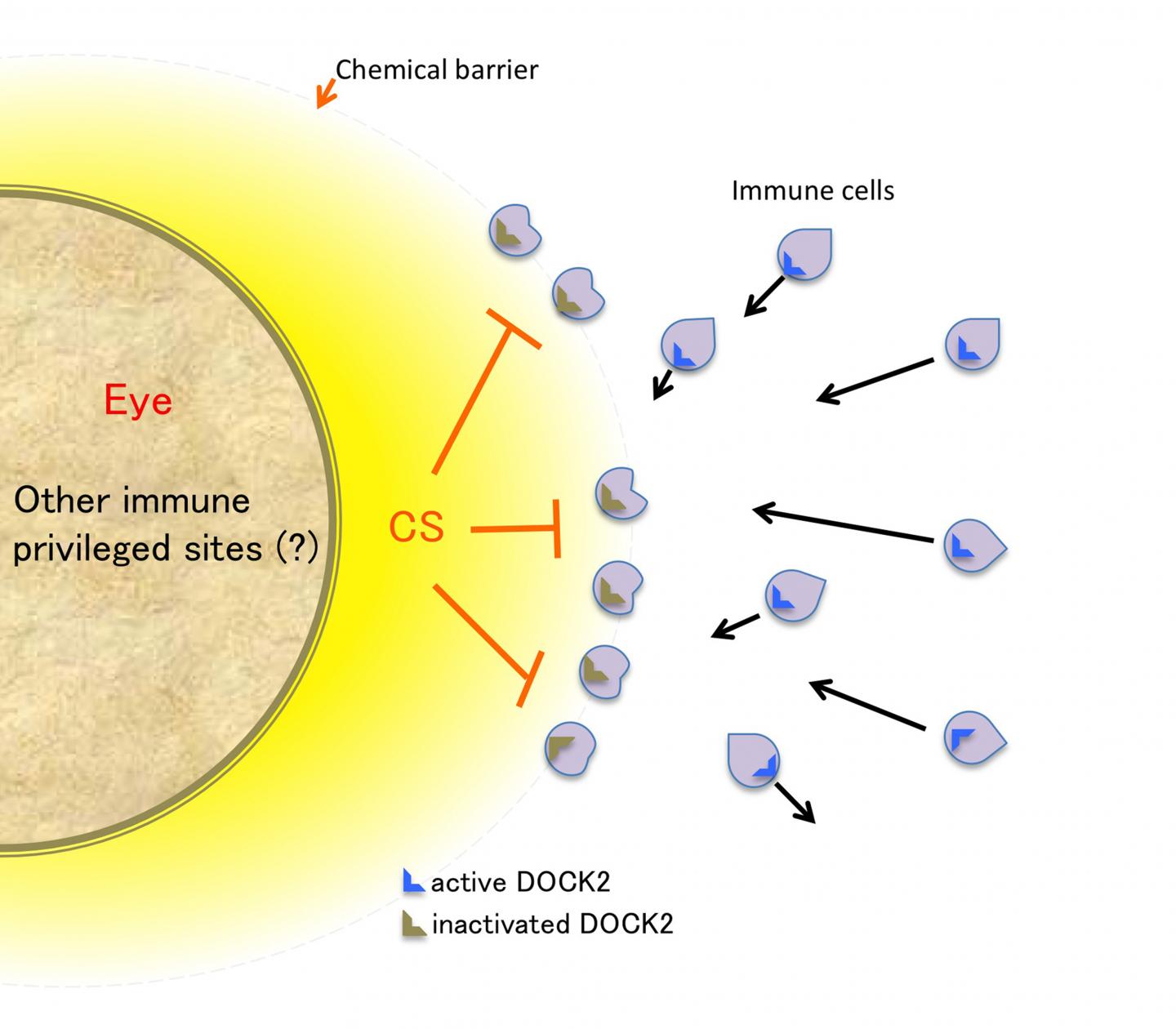 A Form of Cholesterol Allows the Eye to Evade the Immune System (2 of 2)