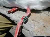 Gull Microsensor