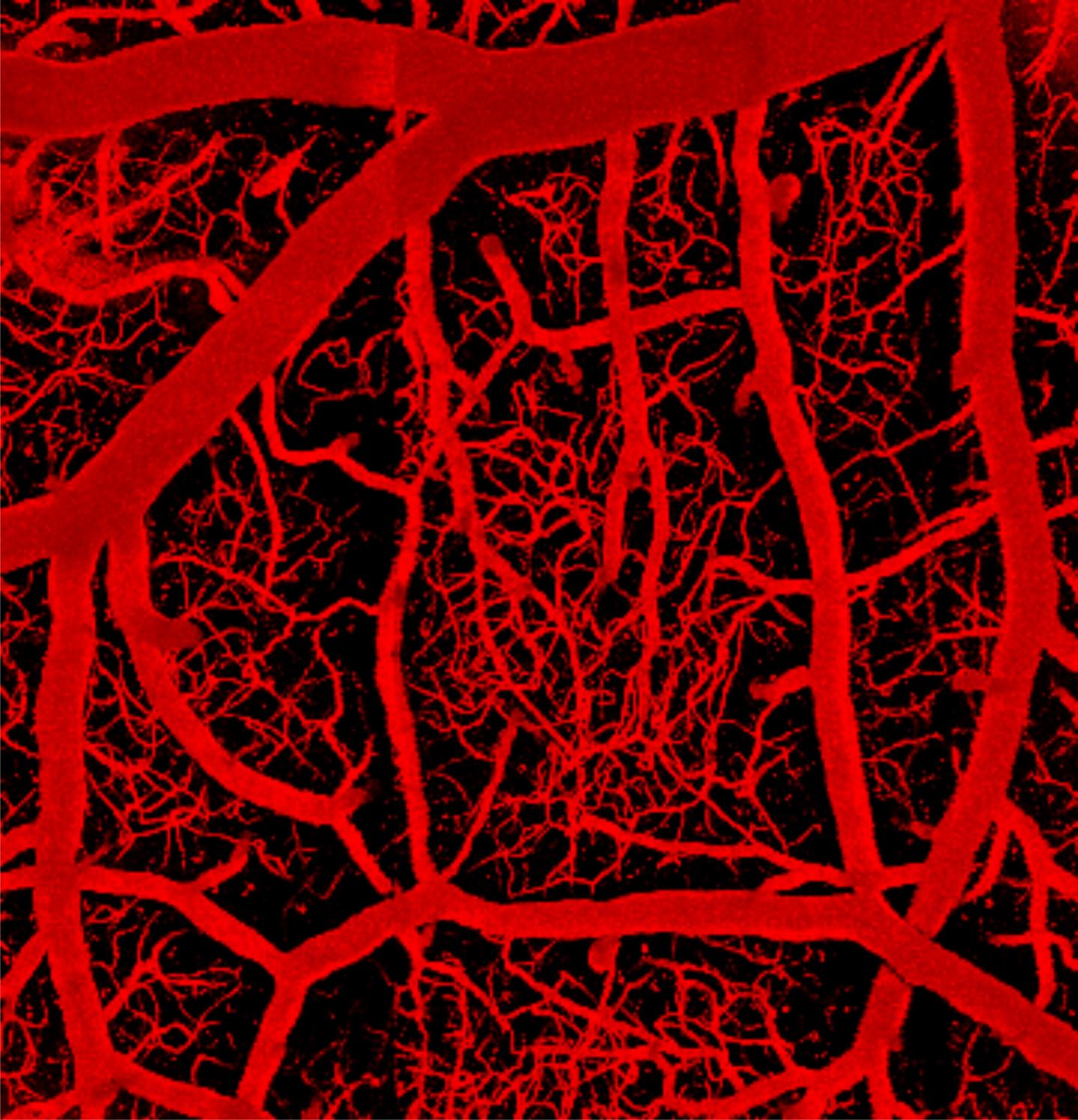 The Brain's Vascular Network